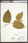 Polygonum cuspidatum