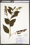 Phytolacca americana var. americana