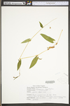 Polygonum sagittatum