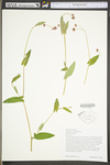 Polygonum sagittatum