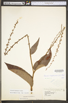 Polygonum virginianum