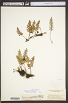 Pleopeltis polypodioides ssp. michauxiana
