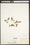 Pleopeltis polypodioides ssp. michauxiana