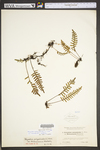 Pleopeltis polypodioides ssp. michauxiana