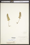 Pleopeltis polypodioides ssp. michauxiana