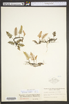 Pleopeltis polypodioides ssp. michauxiana