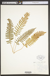 Polypodium virginianum