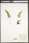 Polypodium virginianum