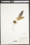 Polypodium virginianum