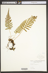 Polypodium virginianum