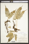 Polypodium virginianum