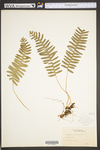 Polypodium virginianum
