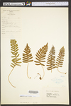Polypodium virginianum