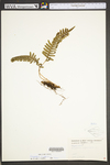 Polypodium virginianum