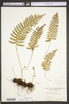Polypodium virginianum