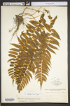 Diplazium pycnocarpon