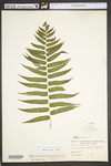 Diplazium pycnocarpon