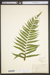 Diplazium pycnocarpon
