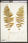 Diplazium pycnocarpon