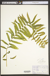 Diplazium pycnocarpon