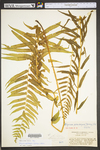 Diplazium pycnocarpon