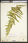 Diplazium pycnocarpon