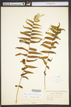 Diplazium pycnocarpon