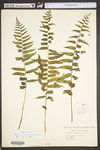 Diplazium pycnocarpon