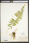 Diplazium pycnocarpon