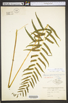 Diplazium pycnocarpon