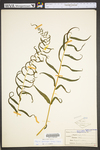 Diplazium pycnocarpon
