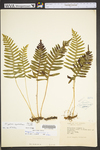 Polypodium appalachianum