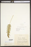 Polypodium virginianum