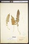 Polypodium virginianum