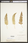Polypodium virginianum