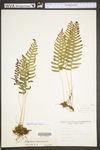 Polypodium virginianum