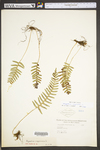 Polypodium virginianum
