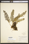 Polypodium virginianum
