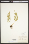 Polypodium virginianum