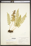 Polypodium virginianum