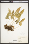 Polypodium virginianum