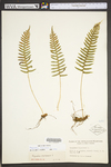 Polypodium virginianum