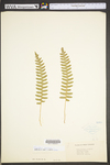 Polypodium virginianum