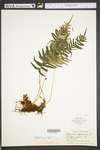Polypodium virginianum