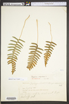 Polypodium virginianum