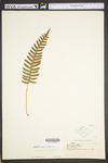 Polypodium virginianum