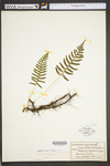 Polypodium virginianum