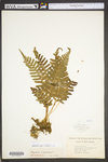 Polypodium virginianum