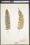 Polypodium virginianum