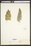 Polypodium virginianum